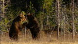 Viking Wilderness: Bears Brawl and Mate