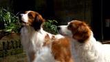 Dogs 101: Kooikerhondje
