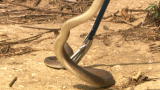 Venom in Vegas: Capturing a Black Mamba