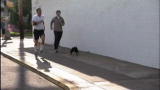 Must Love Cats :Incredible Jogging Cat