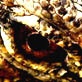 Mutual of Omaha's Wild Kingdom: The Butaan: A Forgotten Species