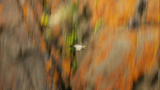 Viking Wilderness: Base-Jumping Goslings