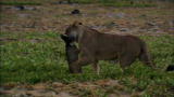 Mutual of Omaha's Wild Kingdom: Lioness Hunts Wildebeest Calf