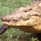 Mutual of Omaha's Wild Kingdom: A Caring Crocodile?