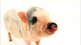 Pets 101: Pet Pigs