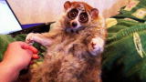 Weird, True & Freaky: World's Only Poisonous Primate