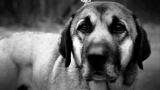 Saved: Alan and Misty