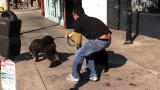 It's Me or the Dog: Disobedient Dogs