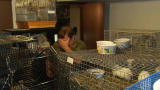 Confessions: Animal Hoarding: A Heart to Give