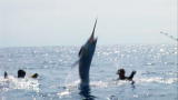 Madman of the Sea: Tagging a Marlin from a Jet Ski