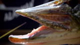 River Monsters: How to Catch a Northern Pike