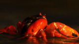 Mutual of Omaha's Wild Kingdom: Christmas Island Red Crabs