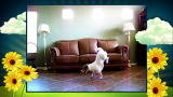 America's Cutest Dog: Doggie Hand Stand