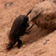 Meerkat Manor: Dung Beetles
