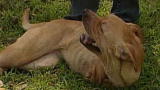Weird True & Freaky: Faith: Two Legged Dog