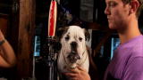 SuperFetch: See Spot Bowl & Bartending Dog (Full Episode)