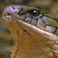 Mutual of Omaha's Wild Kingdom: King Cobras Lock Horns