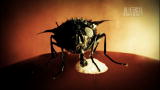 Monsters Inside Me: Maggots In My Head