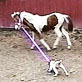 Planet's Funniest Animals: Dog and Horse