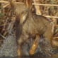 Mutual of Omaha's Wild Kingdom: Wolves of the Sinai