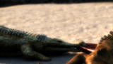 Animal Armageddon: Phobosuchus