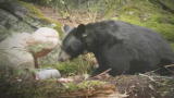 Mutual of Omaha's Wild Kingdom: New Season Premieres April 4