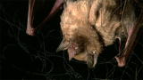 Lost Tapes: Vampire Creatures
