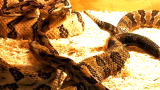 Snake Man of Appalachia: Surprise Snake Inspection
