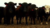 play video on Animal Planet
