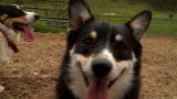 Small Dogs, Big Jobs: Small Corgi Dog vs. 100 Cattle