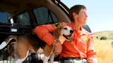 Small Dogs, Big Jobs :Search and Rescue Beagles
