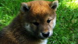 Shiba Inu