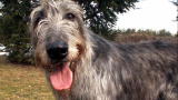 Irish Wolfhound