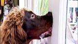 It's Me or the Dog: Max