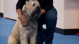It's Me or the Dog: Dealing With Dog Anxiety