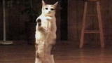 APL Top 25 of All Time: Planet's Funniest Animals, Episode 2