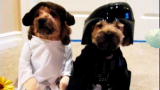 America's Cutest Dog 2010: Star Wars Pooches