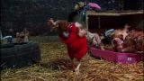 Weird True & Freaky: Featherless Chickens