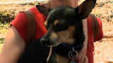 Small Dogs, Big Jobs: Chihuahua Runs the Ranch