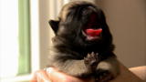 Too Cute!: Bathtime for Baby Pugs