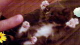 America's Cutest Cat 2010: Surprise Kitty