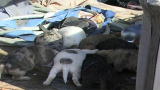 Confessions: Animal Hoarding: Margrett