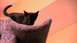 Too Cute!: Burmese Kittens Reach New Heights