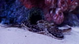 Tanked: Reveal: Wayde's Very Own Octopus Tank