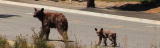 The Bear Whisperer: Mother Bear and Her Cub