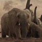 Mutual of Omaha's Wild Kingdom: Timbuktu Elephant Secrets Revealed