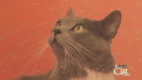 Housecat Housecall: Stretch