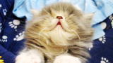America's Cutest Cat 2010: Sleepy Kitty