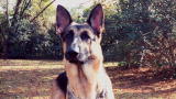 play video on Animal Planet
