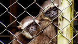 Mutual of Omaha's Wild Kingdom: A Home for Gibbons